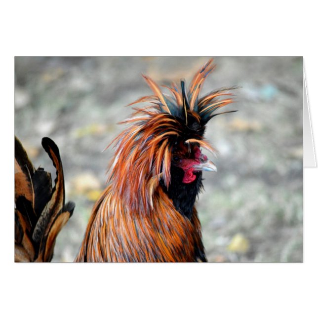 Polish Crested Rooster (Front Horizontal)