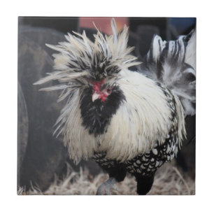 Polish Crested Rooster Ceramic Tile