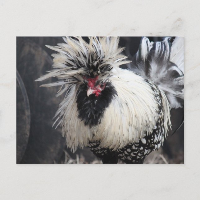 Polish Crested Rooster Postcard (Front)