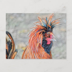Polish Crested Rooster Postcard
