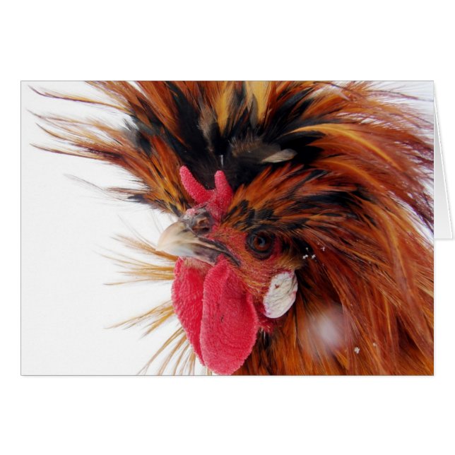 Polish Roo (Front Horizontal)