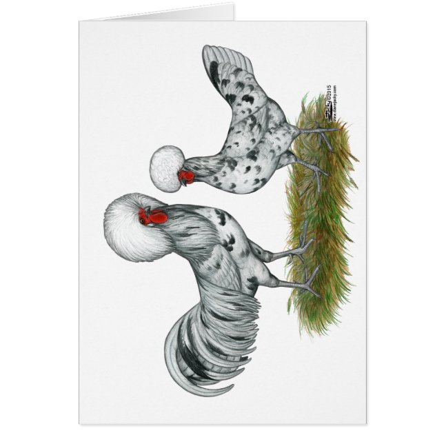 Polish Splash Chickens (Front)