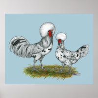 Polish Splash Chickens
