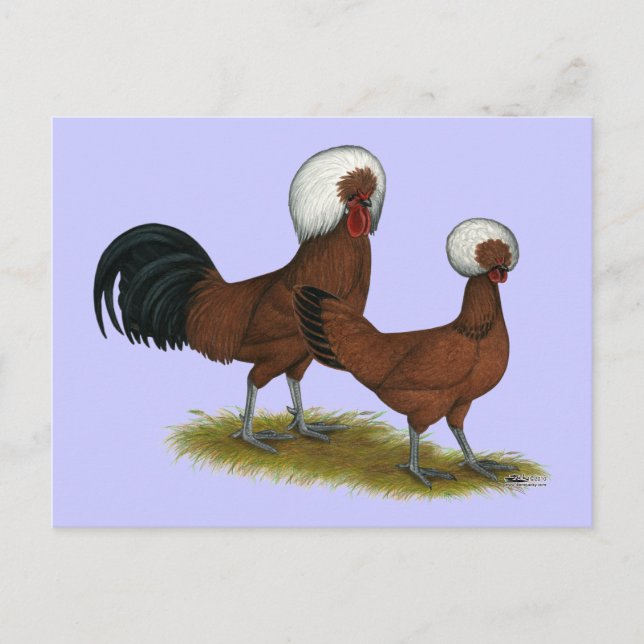 Polish:  White Crested Reds Postcard (Front)