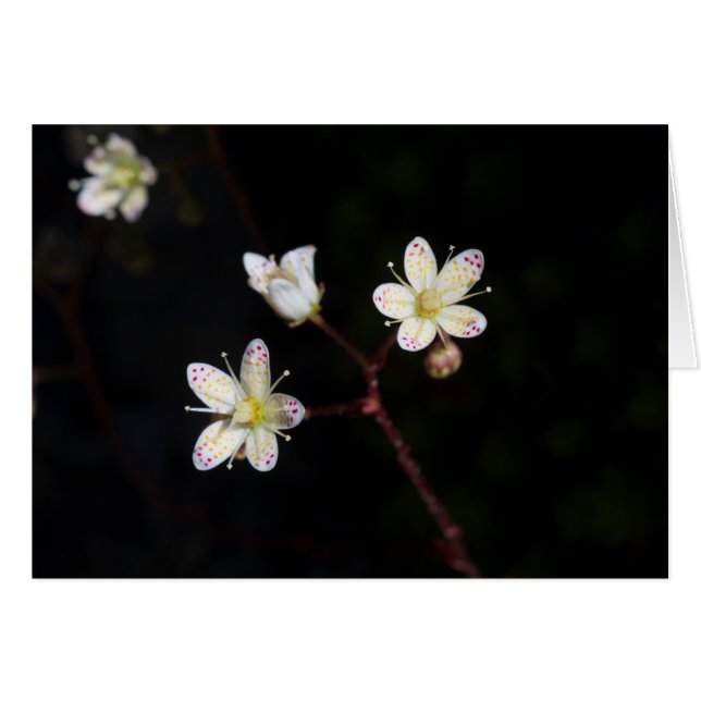 Polka dot flowers (Front Horizontal)