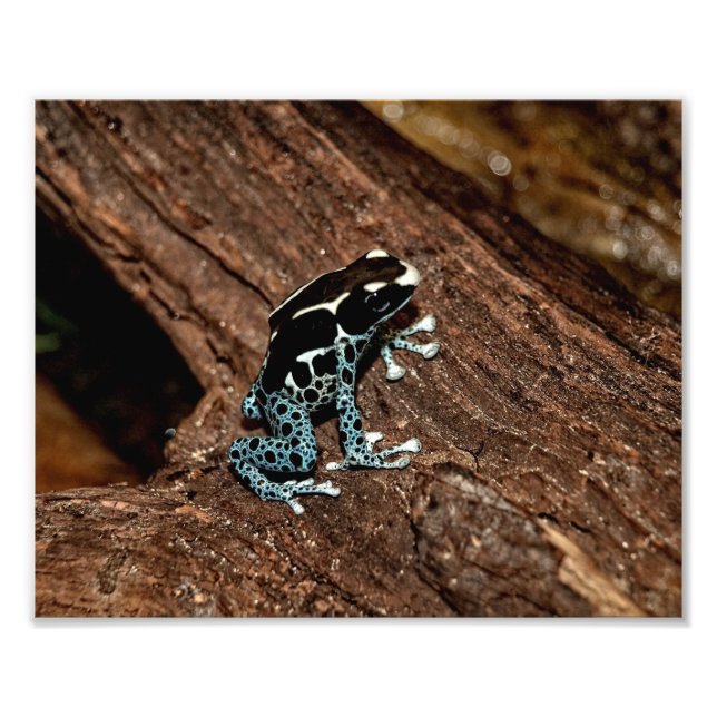 Polka Dot Frog Photo Print (Front)