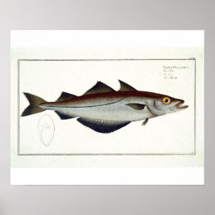 Pollack (Pollachius pollachius) plate LXVIII from Poster