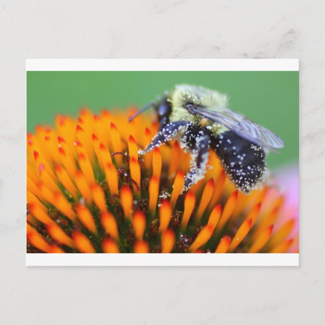 Pollen-covered Bee on Coneflower Postcard (Front)