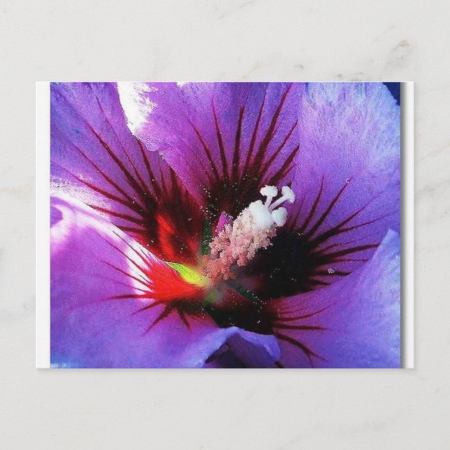 pollen revisited postcard (Front)