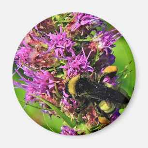 Pollinator on Blazing Star - Bumble Bee Magnet