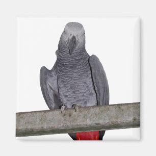 Polly Magnet