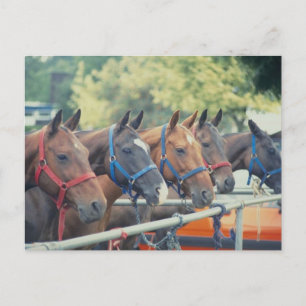 Polo Pony String Postcard