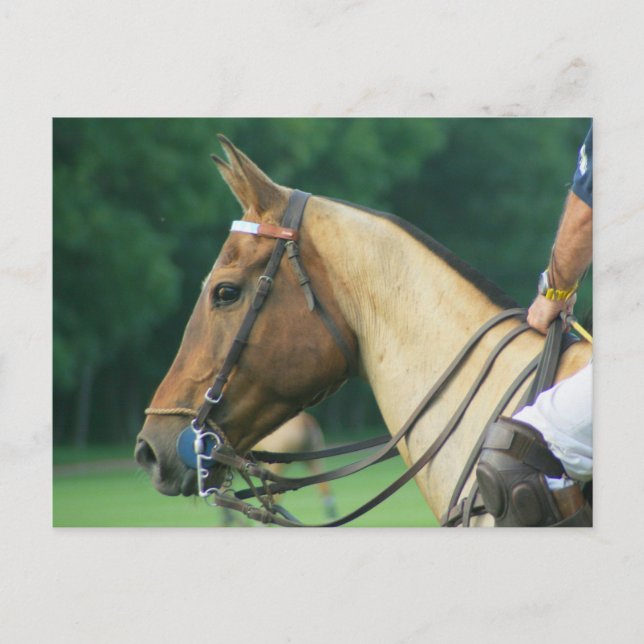 Polo Pony with Rider Postcard (Front)