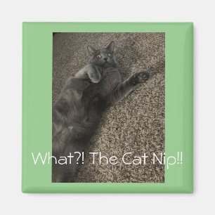 Polo the cat "What the Cat NIP?!" Magnet