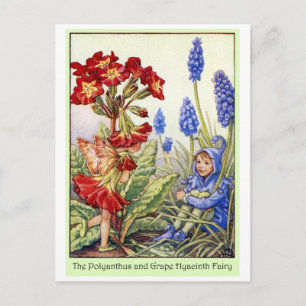 Polyanthus and Grape Hyacinth Fairy Postcard