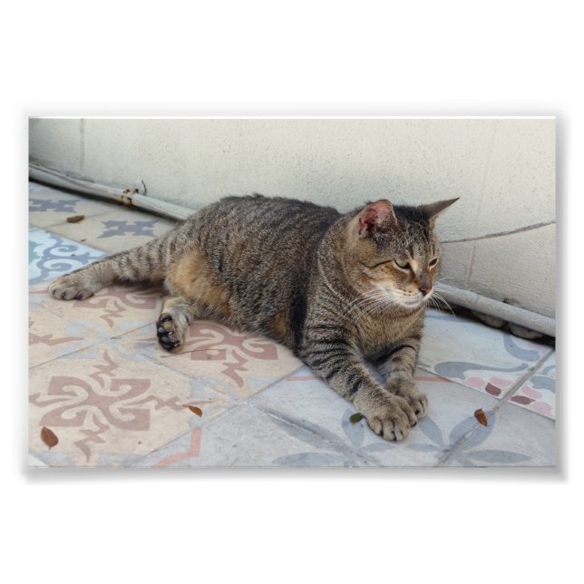 Polydactyl Cat, Key West, Florida Photo Print (Front)