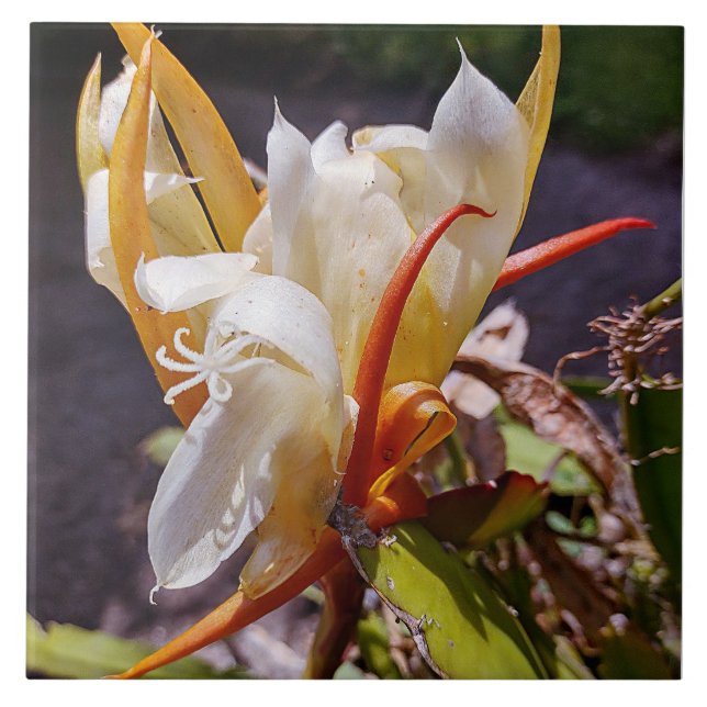 POLYNISIAN DRAGON CACTUS NIGHT BLOOM tile (Front)
