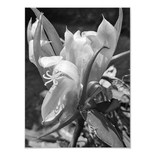 POLYNISIAN DRAGON CACTUS NIGHT BLOOM tile Photo Print (Front)