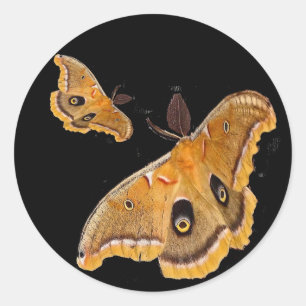 Polyphemus Moth Classic Round Sticker