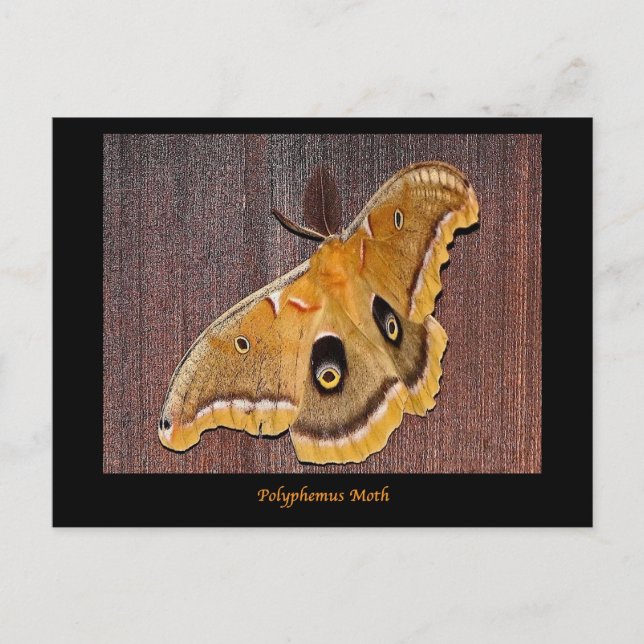 Polyphemus Moth Postcard (Front)