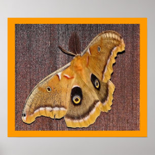 Polyphemus Moth Poster