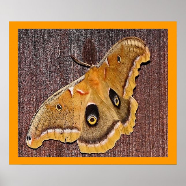 Polyphemus Moth Poster (Front)