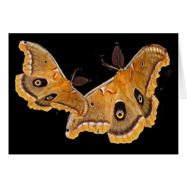 Polyphemus Moths (Front Horizontal)