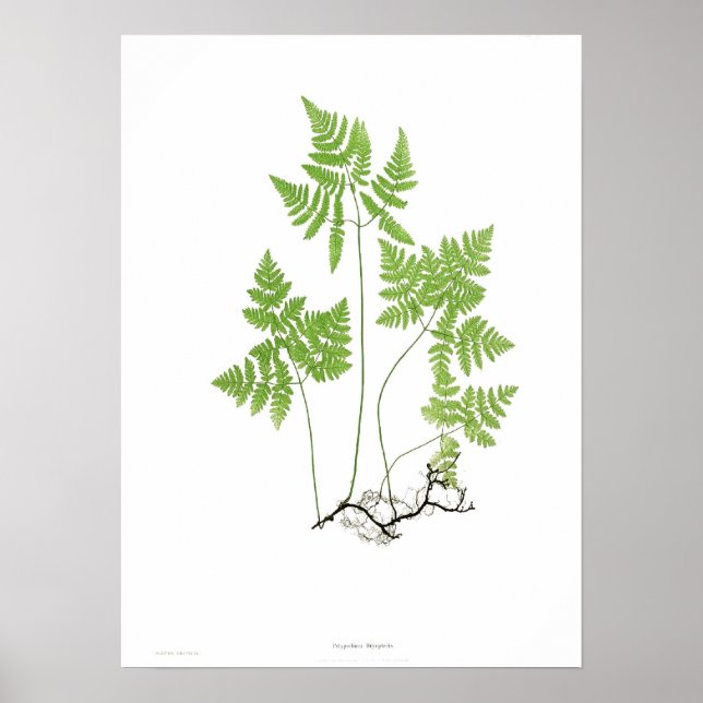 Polypodium dryopteris poster (Front)