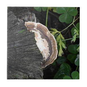 Polypore Fungus on Tree Stump Ceramic Tile