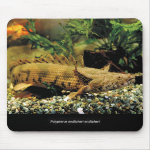 Polypterus Endlicheri Endlicheriの幼魚のマウスパッド Mouse Pad