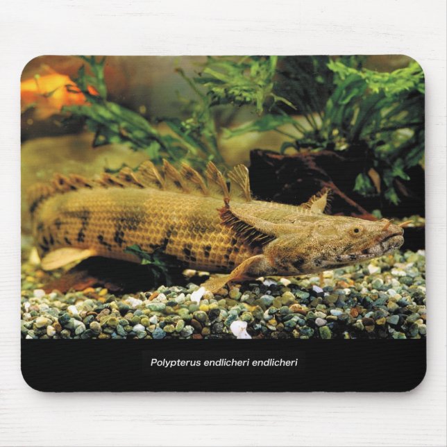 Polypterus Endlicheri Endlicheriの幼魚のマウスパッド Mouse Pad (Front)