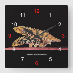 Polypterus endlicheri endlicheri square wall clock