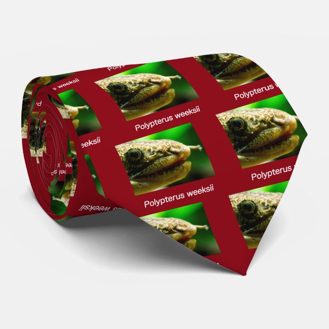 Polypterus weeksii tie (Rolled)