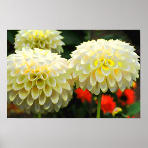 Pom Pom Dahlias Print