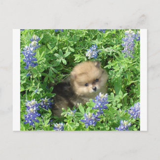 Pom Pup In Blue Bonnets Postcard