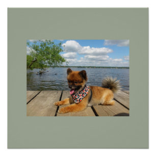 pom pup on dock poster