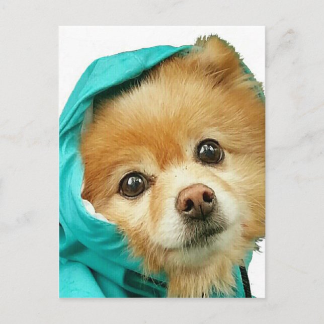 Pom Raincoat Series Postcard (Front)
