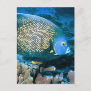 Pomacanthus Fish Postcard