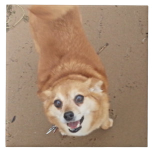 Pomchi Dog! Ceramic Tile