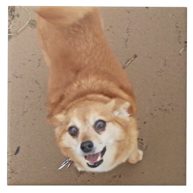 Pomchi Dog! Ceramic Tile (Front)