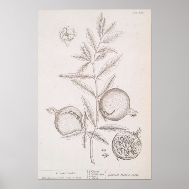 Pomegranate botanical drawing poster (Front)
