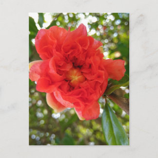 Pomegranate Flower postcard