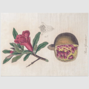 Pomegranate flower - vintage illustration tissue paper