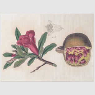 Pomegranate flower - vintage illustration tissue paper