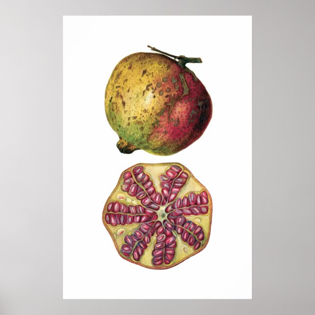 POMEGRANATE fruit botanical poster (Front)