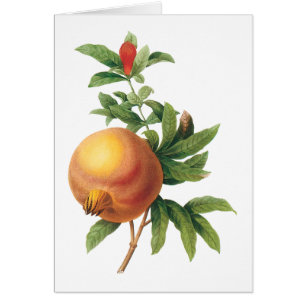 pomegranate(Grenadier punica) by Redouté