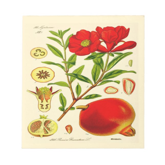 Pomegranate Notepad (Front)