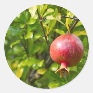 Pomegranate on Branch Classic Round Sticker