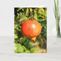 Pomegranate on tree in Spain