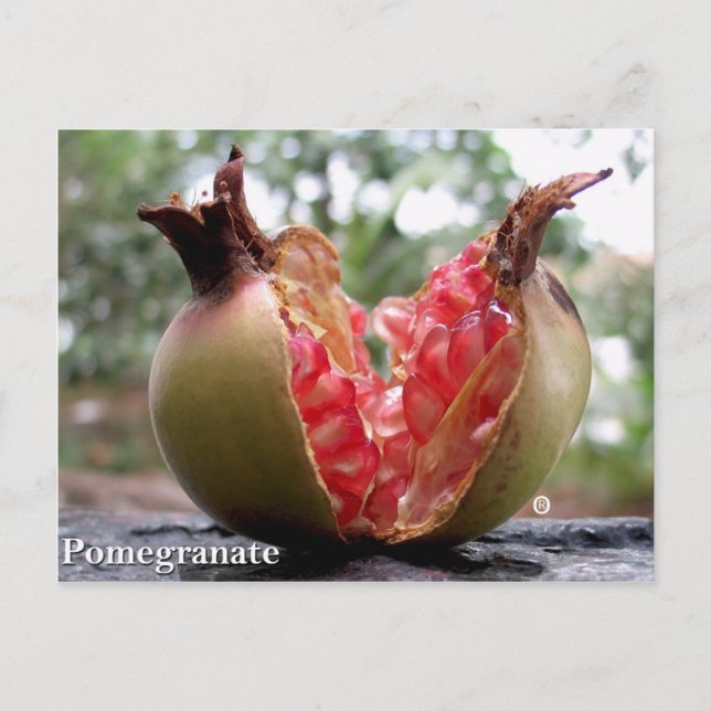 Pomegranate Postcard (Front)
